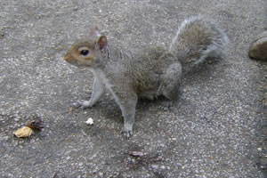 Esquilo manso que comeu da minha mão no Hyde Park