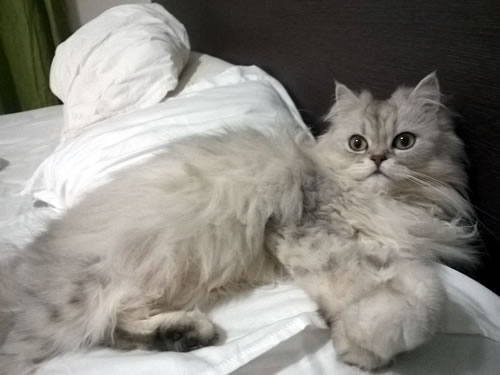 Catita Catita