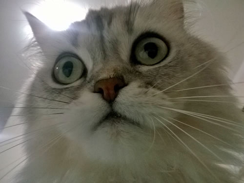 Catita Catita