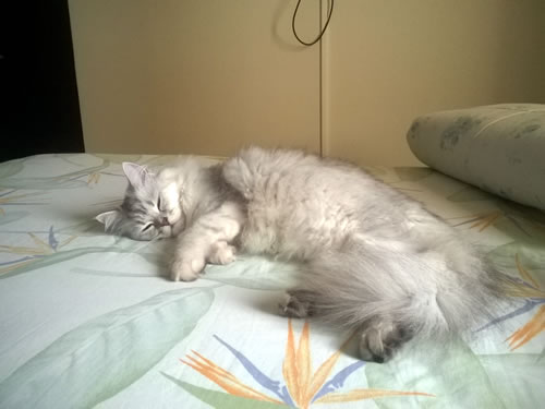 Catita Catita