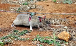 Rato africano gigante