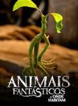Animais Fantásticos e Onde Habitam